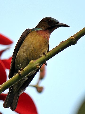 Brown-throated Sunbird (Anthreptes malacensis heliocalus) ©WikiC