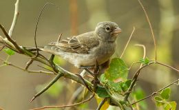 World Bird Names – I.O.C. Version&nbsp;9.1