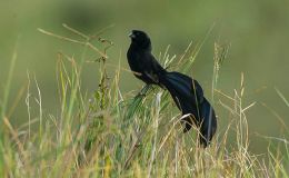 Birdwatching, Bugs, and&nbsp;Woodstock