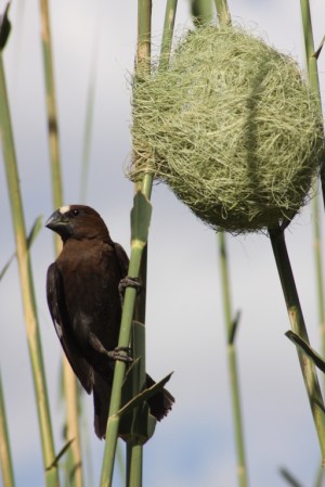 Thick-billed Weaver (Amblyospiza albifrons) - male with nest