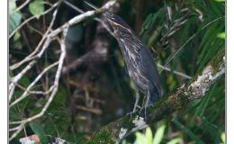 Ian’s Bird of the Week – Black&nbsp;Bittern