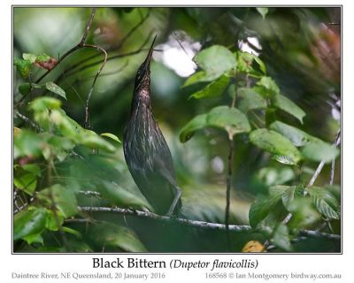 Black Bittern (Dupetor flavicollis) by Ian