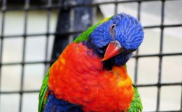 Lee’s Four Words – Hath Inclined His&nbsp;Ear