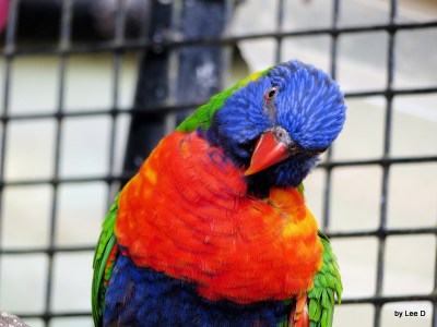 Rainbow Lorikeet by Lee at Lowry Park Zoo