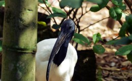 Lord’s Avian Wonders – Some Zoo&nbsp;Critters