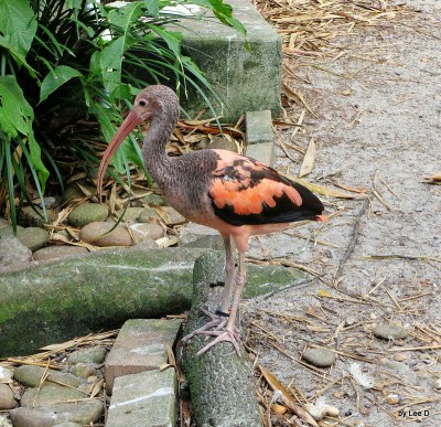 Scarlet Ibis (Eudocimus ruber) Juvenile Lowry Park Zoo