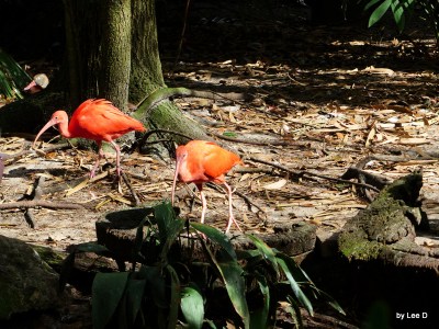 Scarlet Ibis adults in the Aviary