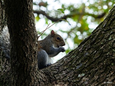 Squirrel Lowry Park Zoo 12-31-15 by Lee
