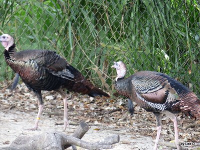 Wild Turkey 
