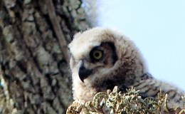 Great Horned Owl&nbsp;Youngsters