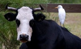 Cattle Egrets, Cattle, and Other Herbivore&nbsp;Neighbors