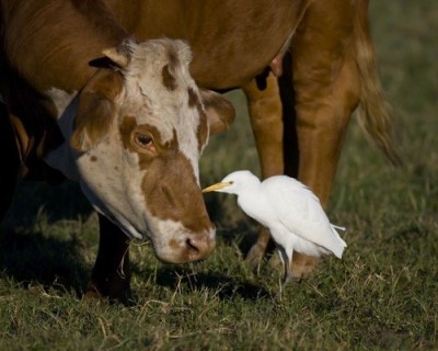 Cattle Egret picks bugs off face of bovine “neighbor” (cow)