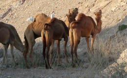 Scripture Alphabet of Animals: The&nbsp;Camel