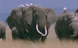 Where Did the Elephant Get Its Trunk? – Creation&nbsp;Moments