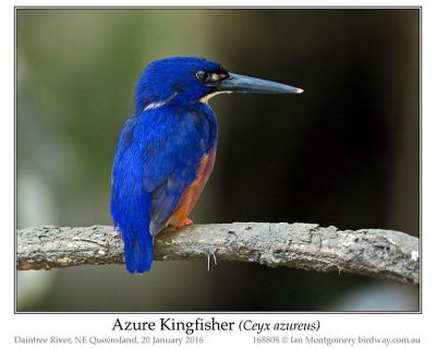 Azure Kingfisher (Ceyx azurea) by Ian