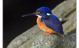 Ian’s Bird of the Week – Azure&nbsp;Kingfisher