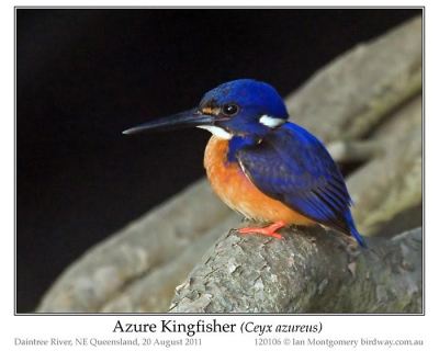 Azure Kingfisher (Ceyx azurea) by Ian