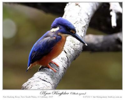Azure Kingfisher (Ceyx azurea) by Ian