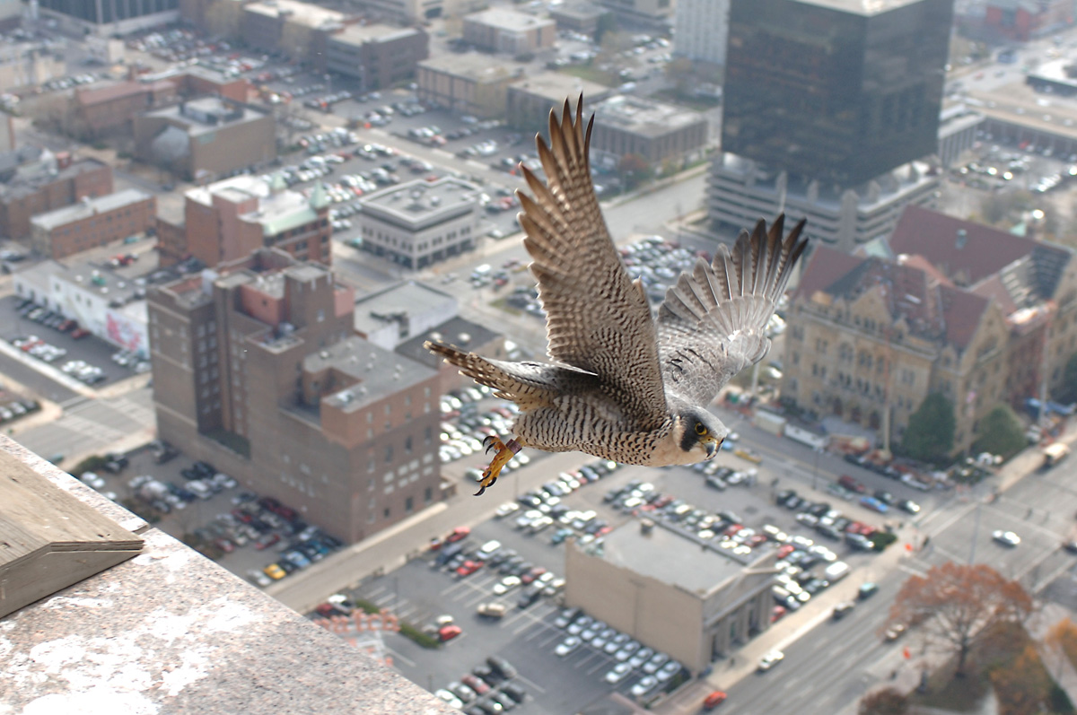 Fair Use image credit peregrinefalcon