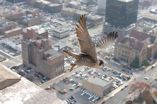 Fair Use image credit peregrinefalcon