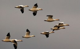 Lee’s Five Word Friday –&nbsp;2/19/16