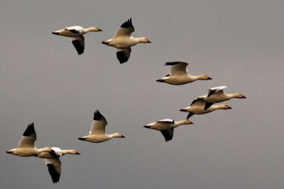 Geese in V Formation ©Hamid Hajihusseini