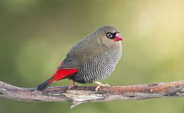 Sunday Inspiration – Waxbills and Allies&nbsp;II