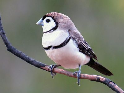 Double-barred Finch (Taeniopygia bichenovii) ©WikiC