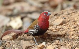 Heaven’s New Jerusalem and Birds – Sardonyx&nbsp;II