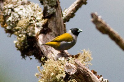 Shelley's Oliveback (Nesocharis shelleyi) ©Ron Knight