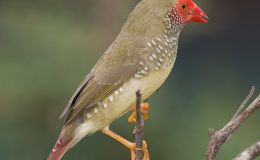 Avian and Attributes –&nbsp;Star