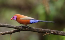 Sunday Inspiration – Waxbills and Allies&nbsp;I