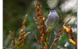 Ian’s Bird of the Week – Barred&nbsp;Honeyeater