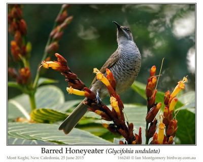 Barred Honeyeater (Glycifohia undulata) by Ian