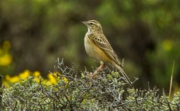 Birds of the Bible – Psalm 50:11’s Mountain Birds&nbsp;I