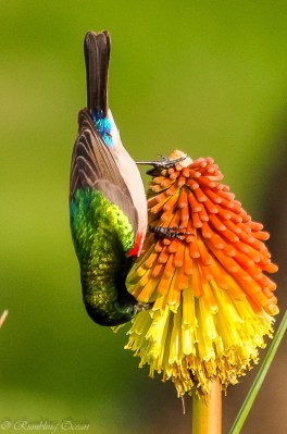 Lesser Double-collared Sunbird enjoying a Kniphofia flower ©©Rambling Ocean-Boeta.