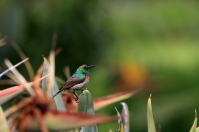 Southern Double-collared Sunbird (Cinnyris chalybeus) ©©Redwood