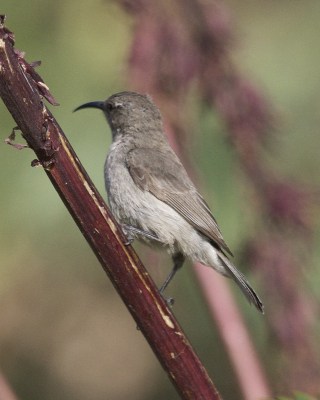 Southern Double-collared Sunbird (Cinnyris chalybeus) Female ©WikiC