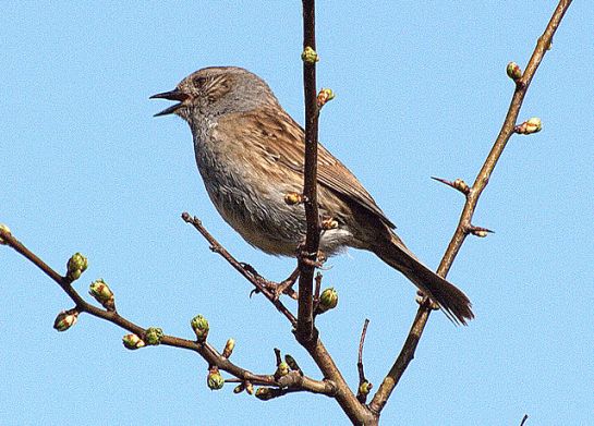 Dunnock (Prunella modularis) Singing ©WikiC