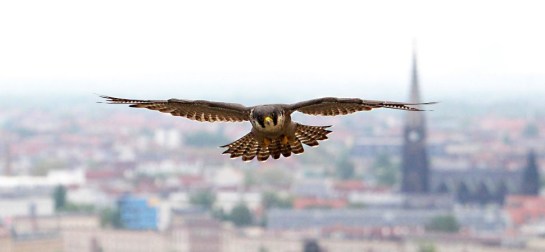 Peregrine Falcoln ©Images Inc