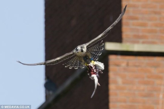 Peregrine Falcon (with doomed Pigeon in the falcon’s talons) ©DailyMail