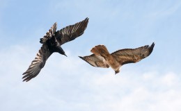 Northern Raven and Peregrine Falcon: Two Birds Supporting the Manx Coat of&nbsp;Arms