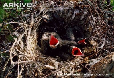 Raven Chicks
