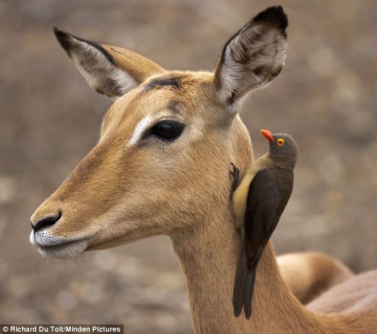 Red-billed Oxpecker on equid “neighbor” (zebra) “can you hear me now”