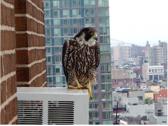 Peregrine Falcon by ©©Weebly Uploads