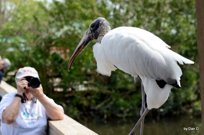 Wood Stork at Gatorland Walking Toward Me by Dan