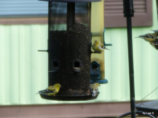 Goldfinches at feeders by Lee thru screen