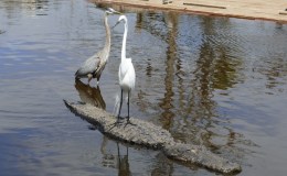 Egrets and Heron Catching The Gator&nbsp;Taxis