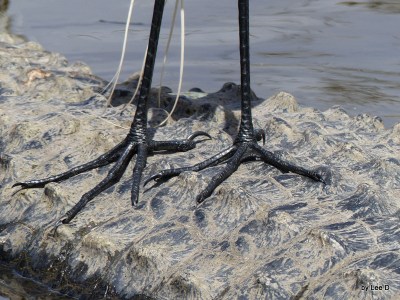 Great Egret on Alligator at Gatorland Close-up 3-8-16 by Lee