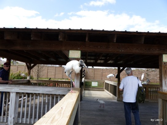 Wood Stork walking on rail toward me.